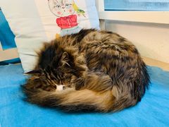 -Anne猫窝咖啡屋