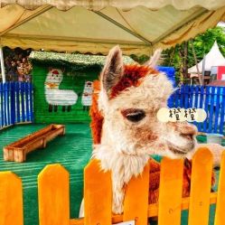 -萌宠亲子动物乐园(槐房万达店)