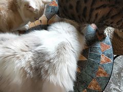-猫猫幼稚园·撸猫·桌游·电玩