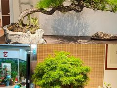 -双季花艺园艺市场(浦东店)