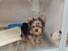-萌宠之家·腊肠犬·马尔泰·小体犬舍