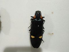 -上海昆虫博物馆