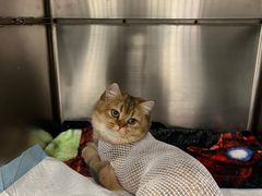 -艾吉宠物医院·疑难杂症转诊中心·猫友好(碧江路院)