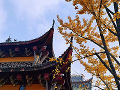 -铁山坪森林公园