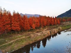 -小芝红树林