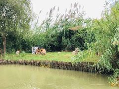 -泗洪洪泽湖湿地景区