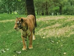 -北京野生动物园