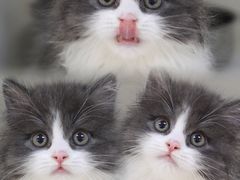 -lincat·猫舍(广州店)