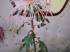 -杭州植物园