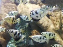 -迪拜水族馆及水下动物园