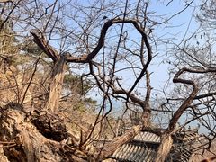 -石老人观光园
