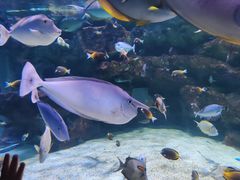 -海合安成都极地海洋公园