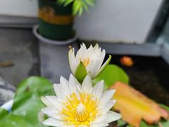 -千禧万福汉亭舫·船舫苏宴