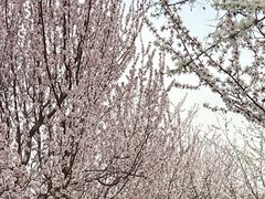 -桃花堤公园