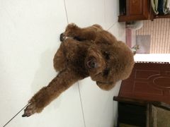 光景动物医院(江南中店)-瑞派动物医院·绝育·犬猫全科·预防医学(光景江南中店)