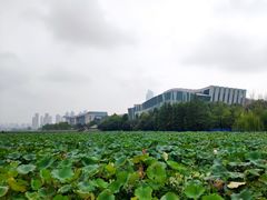-月湖风景区