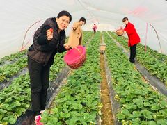 -喜杨洋草莓采摘园