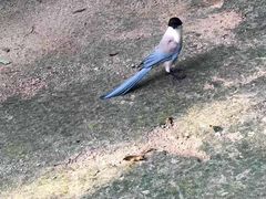 -日照海滨国家森林公园