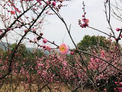 -香雪海