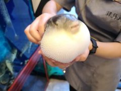 -肆月河豚·新淮扬(金融街店)