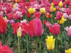 -长白岛森林公园