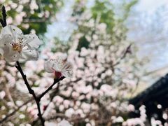 -江宁织造博物馆