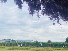 -苏州太湖西山岛开心农场
