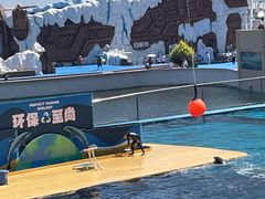 -秦皇岛乐岛海洋王国