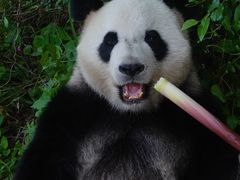 -广州长隆野生动物世界