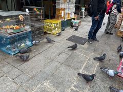 -园圃街雀鸟花园