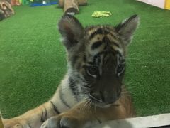 -清迈夜间动物园