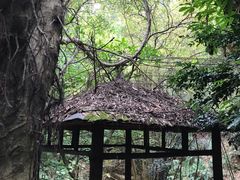 -滴水岩森林公园