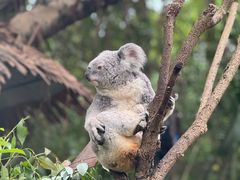 -广州长隆野生动物世界