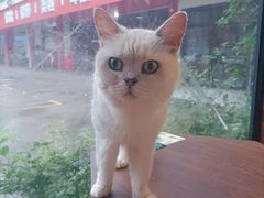 -豆逗聊愈猫阁Easy Life