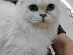 -1013 PET SHOP 宠物商店(近铁城市广场店)