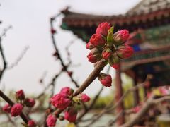 -颐和园