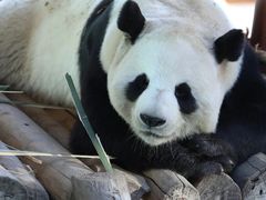 -栾川竹海野生动物园