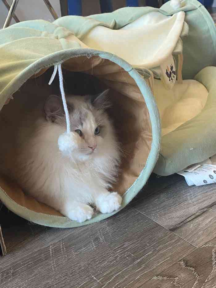猫宁·猫咖-"在梅林吃完饭闲着无聊就来这家猫宁·猫咖,.
