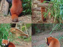 -成都大熊猫繁育研究基地