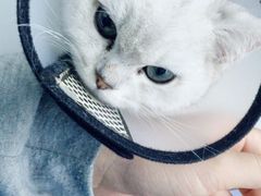 -瑞派动物医院·猫专科·至诚(江南中分院)
