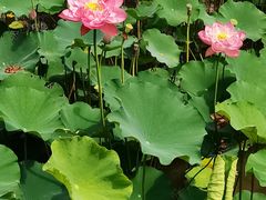 -沐仙湖湿地公园