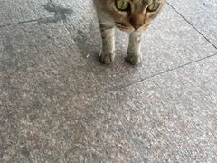 -艾贝尔宠物医院 ·内科全科(梁溪路店)