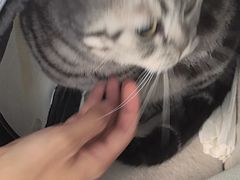 -伟伟宠物医院·瑞派猫友好医院·猫科(光谷店)