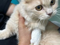 -北京观赏动物医院·24小时大型综合·猫专科·异宠专科