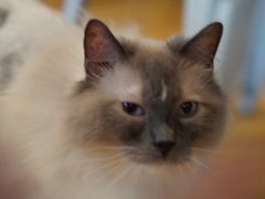 -Cappucimeow猫咪咖啡馆(韦伯时代店)