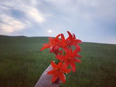 -乌拉盖芍药谷景区