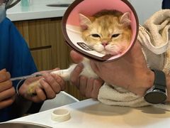 -御宝贝·A梦猫科宠物医院(国际猫友好医院)