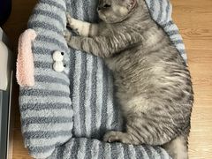 -瑞鹏宠物医院·骨科·猫科·内科(第一中心)