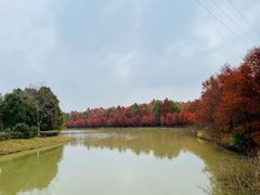 -上海海湾国家森林公园