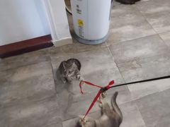 -楼上猫咖(罗湖店)